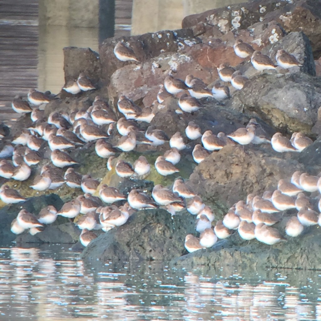 Dunlin