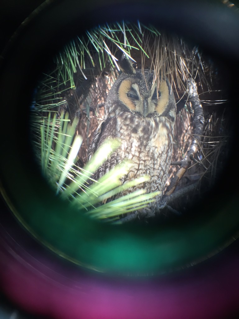 Long-eared Owl at San Joaquin Wildlife Sanctuary 