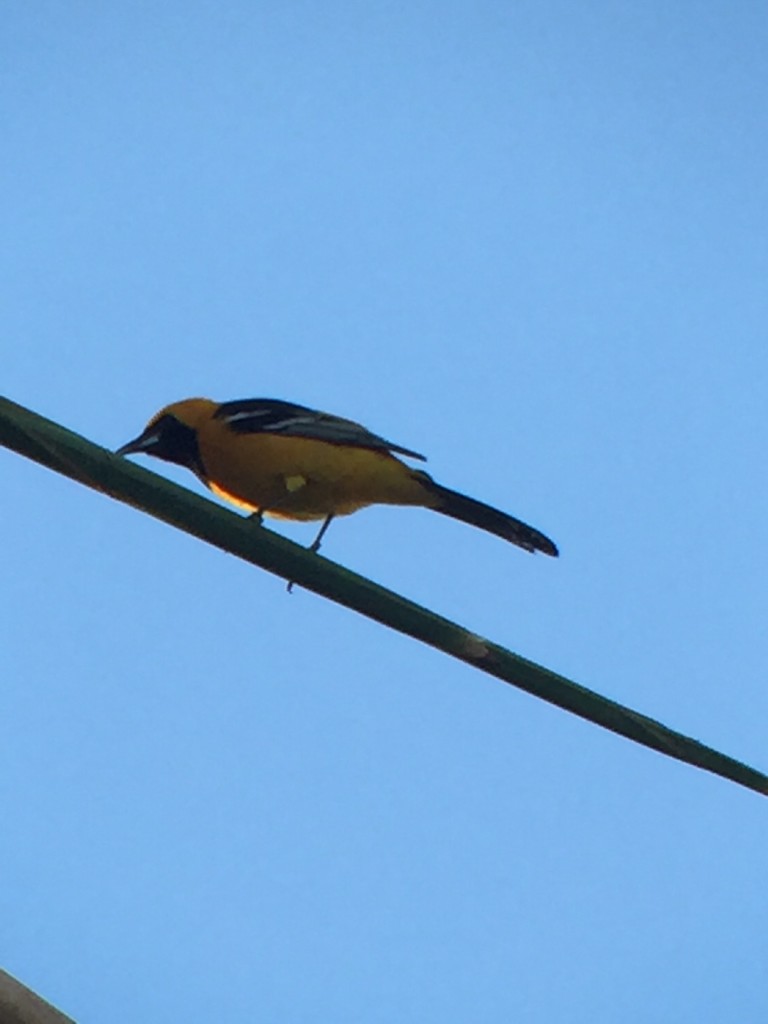 Hooded oriole male at Margie's in Fullerton. 