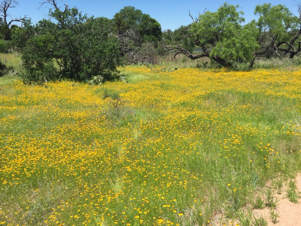 Wildflowers at Enchanted Rock SNA