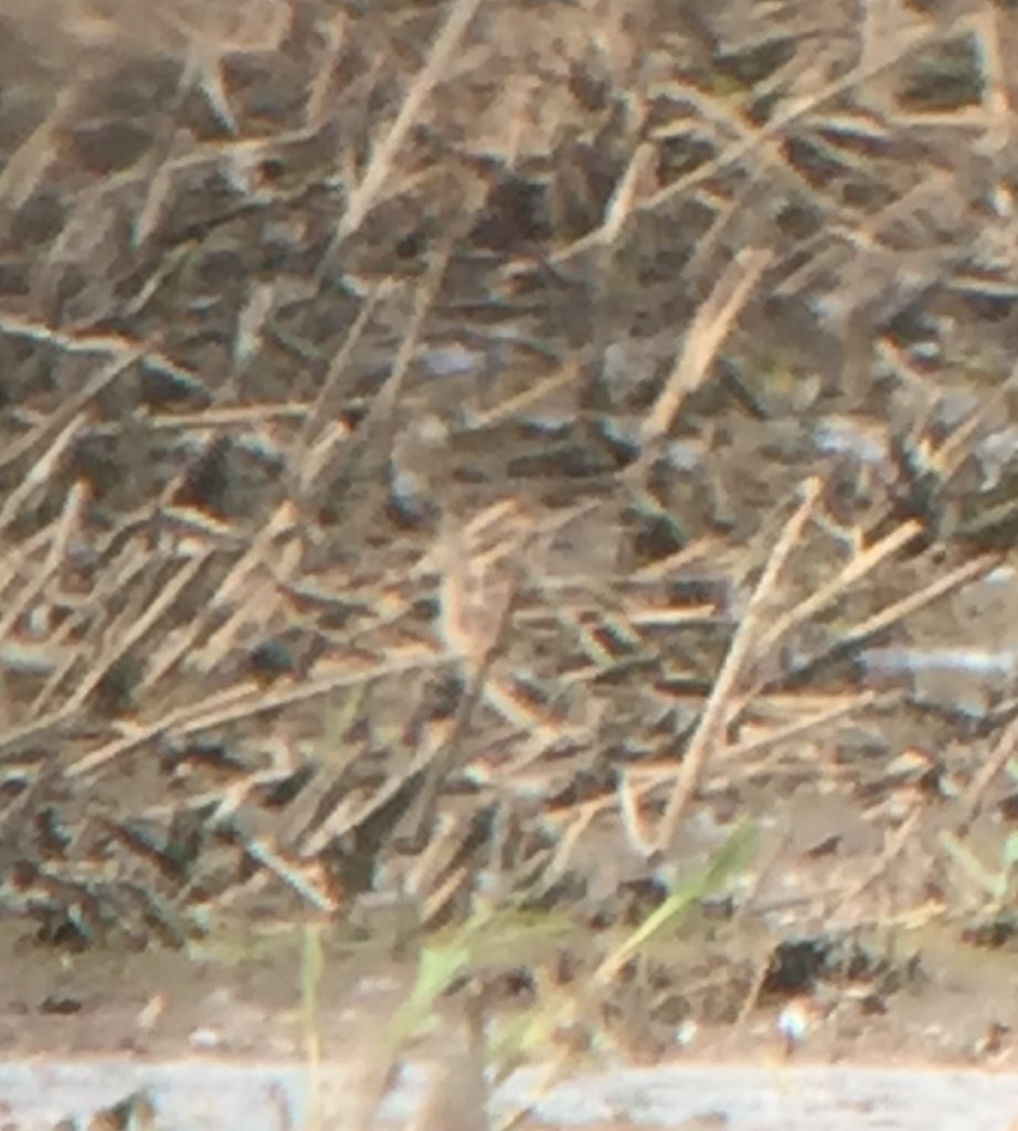 A very well camoflaged Wilson Snipe at the Millet Pond in Walla Walla