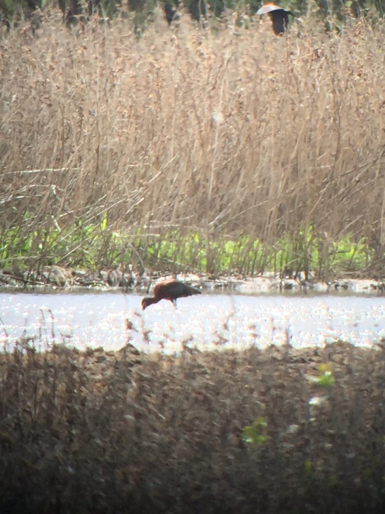 White-faced ibis feeding as another takes flight