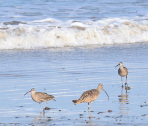 LB Curlew was with 8 Whimbrel on the beach