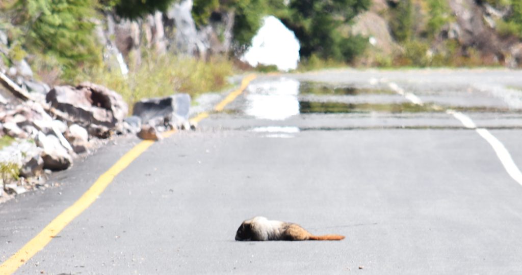 Marmot worming up on the pavement